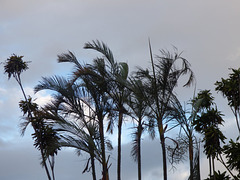 Palmeras de San José de Costa Rica