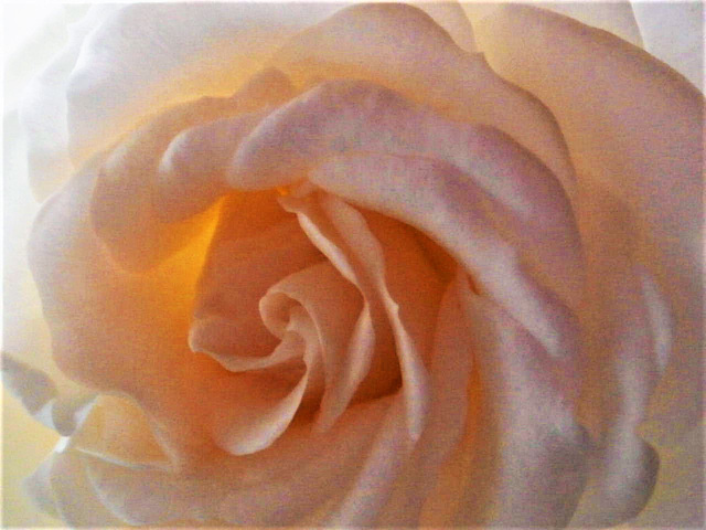 The gorgeous furled petals