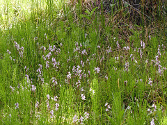 Part of a huge display of Round-leaved Orchids