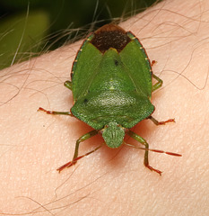 IMG 2178Shieldbug