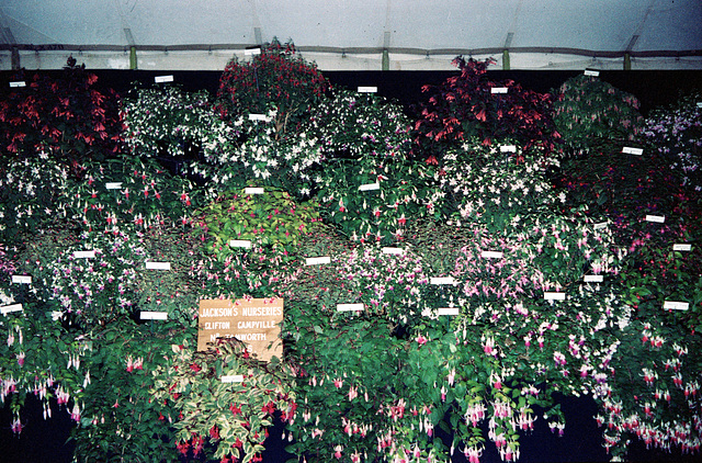 Birmingham Flower Show (Scan from 1970s)