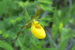 Yellow Lady's Slipper