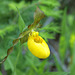 Yellow Lady's Slipper