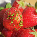 Erdbeere mit Keimlingen