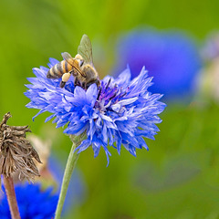 Bee on Cornflower (+PiP)