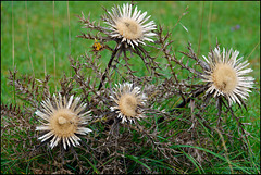 Stachelige Schönheiten Stachelige Schönheiten