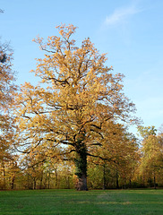 Eiche mit sonniggelben Blättern Eiche mit sonniggelben Blättern