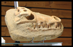 crâne reptile- Crocodilien ( mines de phosphates du Maroc )