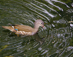 Mandarin duck