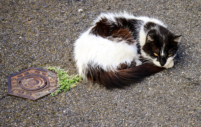 Black, White and Brown