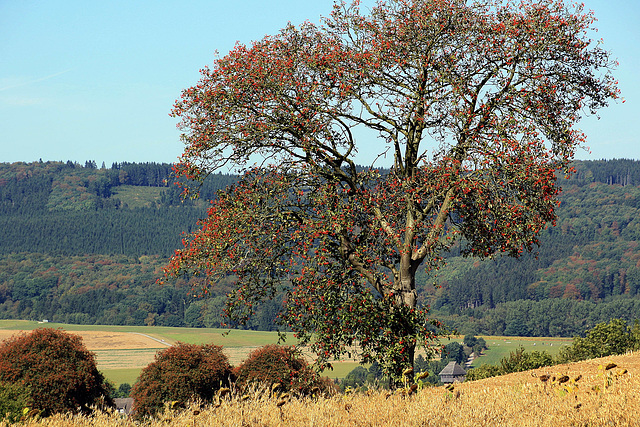 Goldener Herbst