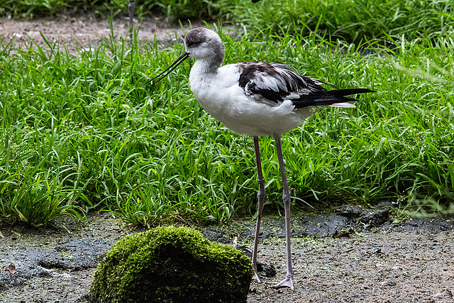 20160812 2210VRAw [D~ST] 'Stelzensäbler' (Vater: Stelzenläufer + Mutter: Säbelschnäbler), Zoo Rheine