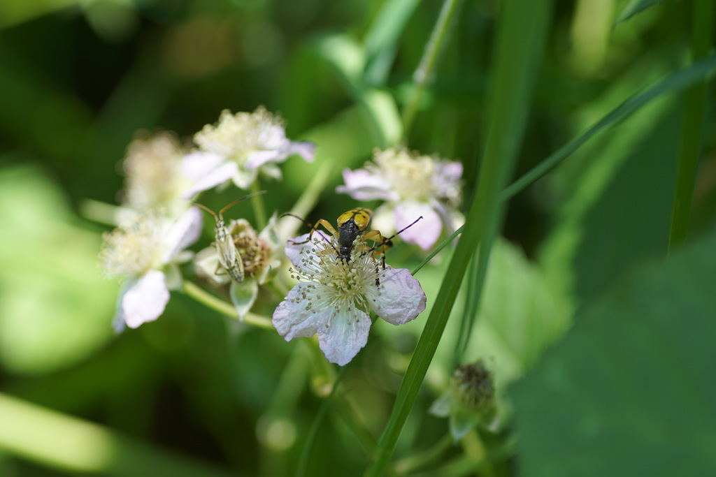 Leptura maculata an Brombeeren
