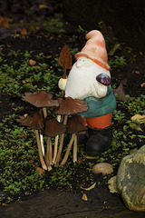 My Mushroom Garden!!