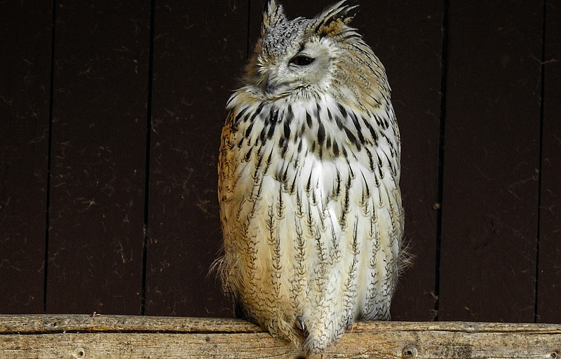 20190911 6297CPw [D~OH] Sibirischer Uhu (Bubo sibiricus), Timmendorfer Strand