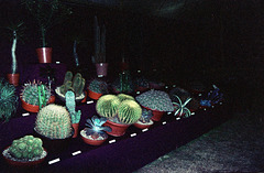 Birmingham Flower Show (Scan from 1970s)