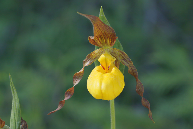 Yellow Lady's Slipper