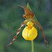 Yellow Lady's Slipper