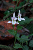 Triphora trianthophoros (Three-birds orchid)