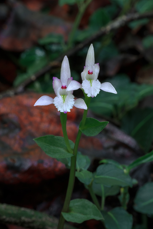 Triphora trianthophoros (Three-birds orchid)