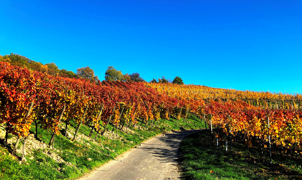 Herbstliche Weinberge