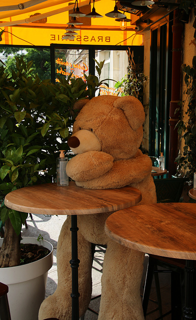 Voilà un ours de mauvais poil et dénué d'intelligence , qui ne respecte pas le protocole sanitaire .