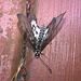 Moth with wet wingsWP 20220128 10 58 24 Pro