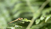 Sympetrum