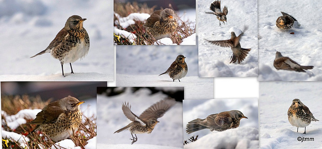 Mistle Thrush invasion for the Cotoneaster berries