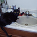 Sir pounce and the sink