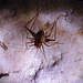92 A Large Cave Cricket