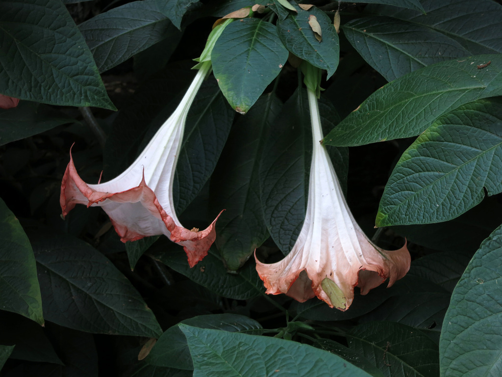 L.A. County Arboretum (0966)