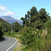Road through native forest from lake Rotopounamu to NP Tongariro