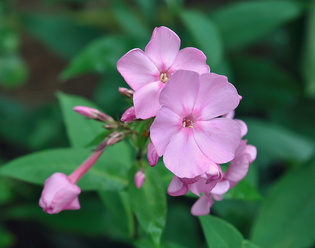 Phlox paniculata