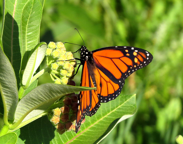 The first Monarch this year