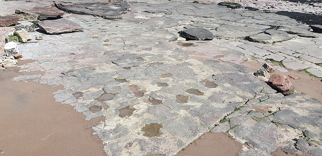 Dinosaur Footprints