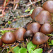 Fungi cluster