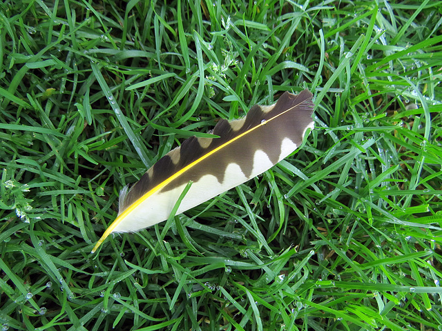 Feather of a Northern Flicker (Colaptes auratus)