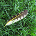 Feather of a Northern Flicker (Colaptes auratus)
