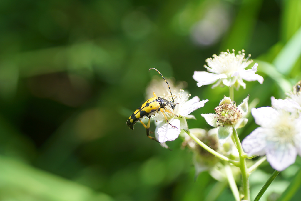 Leptura maculata an Brombeeren II