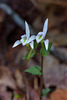 Triphora trianthophoros (Three-birds orchid)