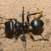 IMG 1913 Ant-1