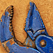 Blaue Zange