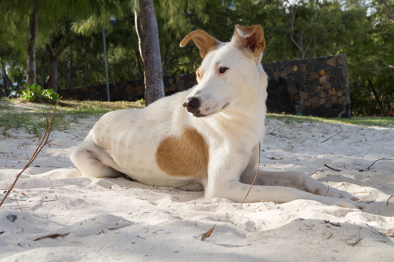 Mauritius Straßenhund DSC08419