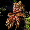 Sunlight on a Sycamore Leaf