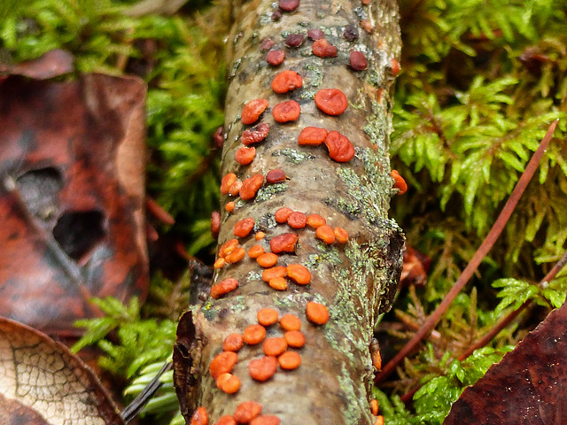 Red Tree Brain fungus