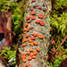 Red Tree Brain fungus