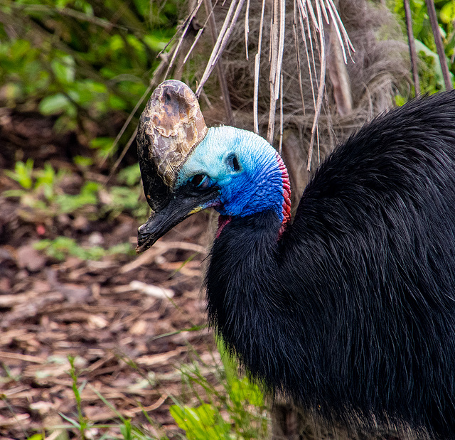 Cassowary