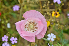 Pink poppy