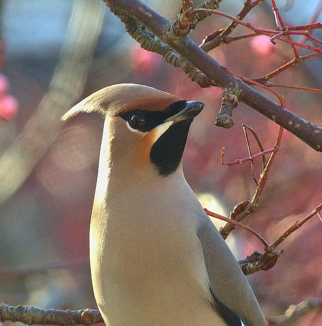 Waxwing